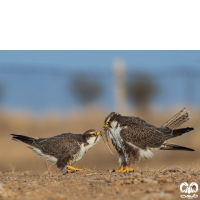 گونه شاهین بلوچی Laggar Falcon